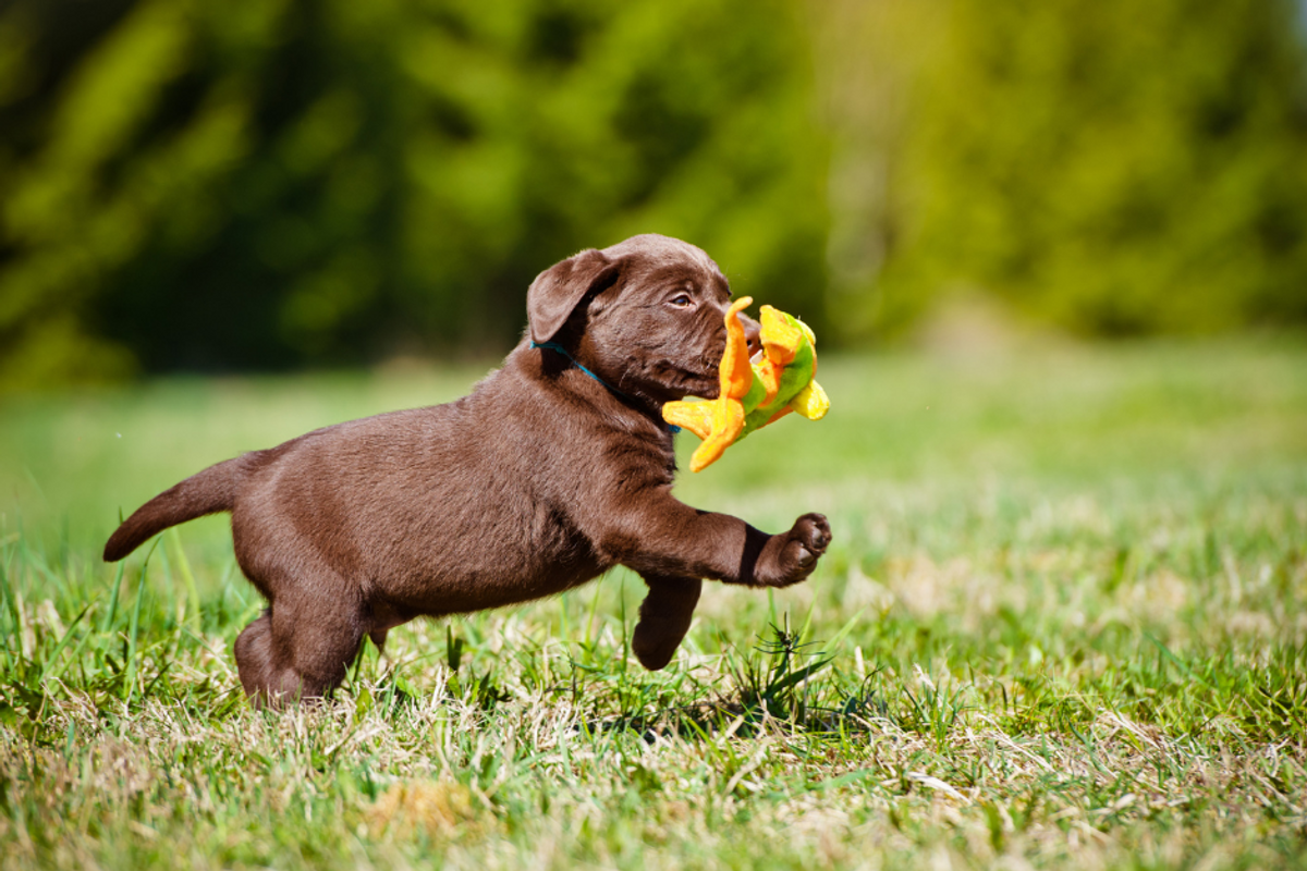Puppy running in a field with a toy