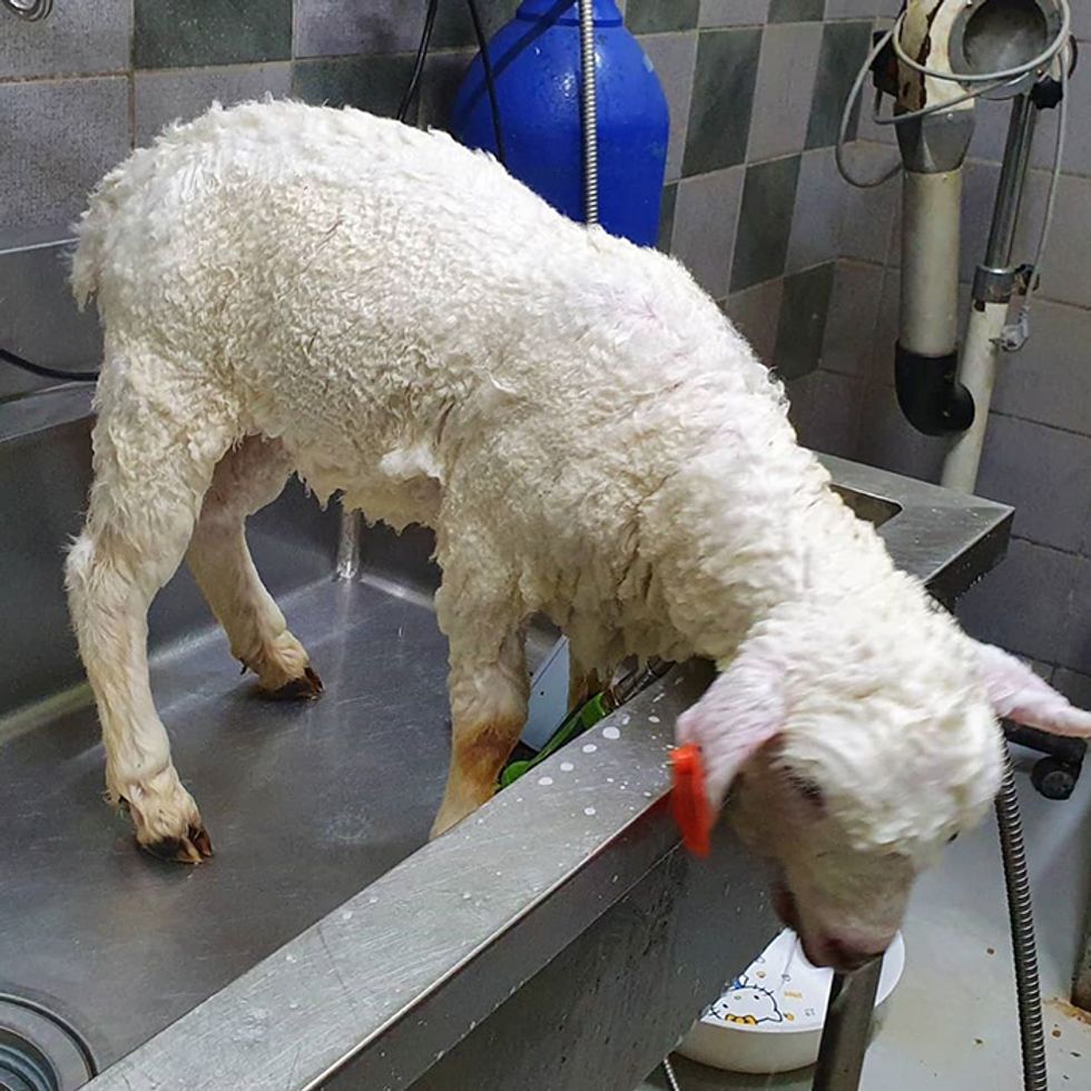 People Amazed to See Before and After Pictures of Sheep Being Showered