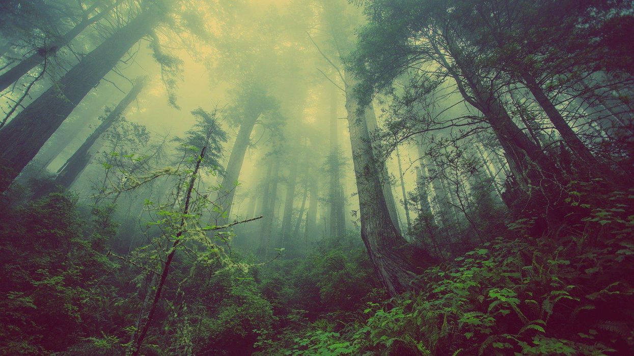 Hikers Break Down The Strangest Situation They've Ever Come Across In The Woods