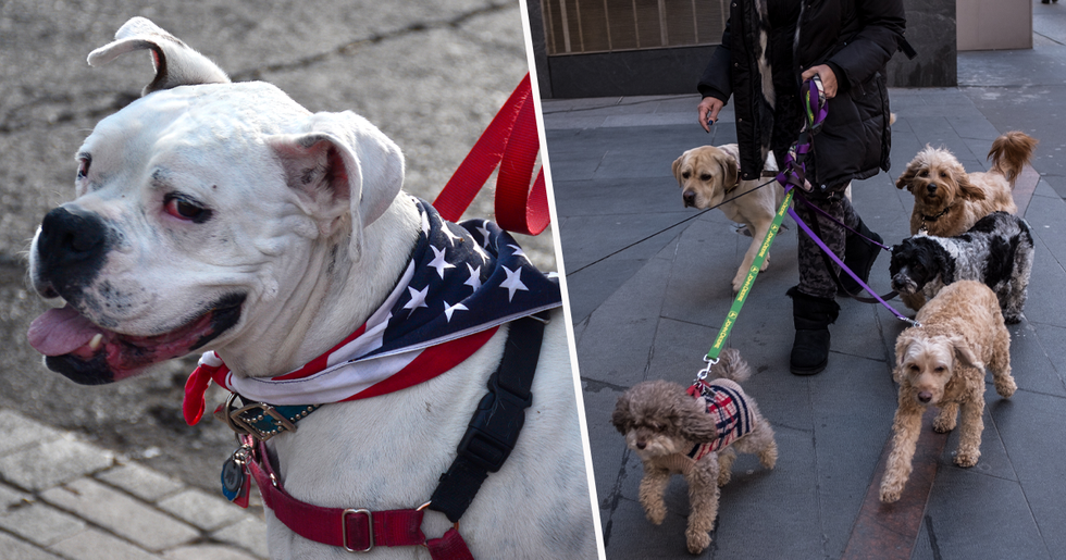 Germany Orders Dog Owners to Take Pets on HourLong Walks Twice A Day