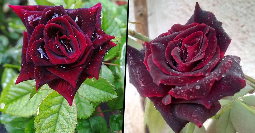 You Can Now Plant Blood Red Rose Bushes That Give off Flawless Gothic ...