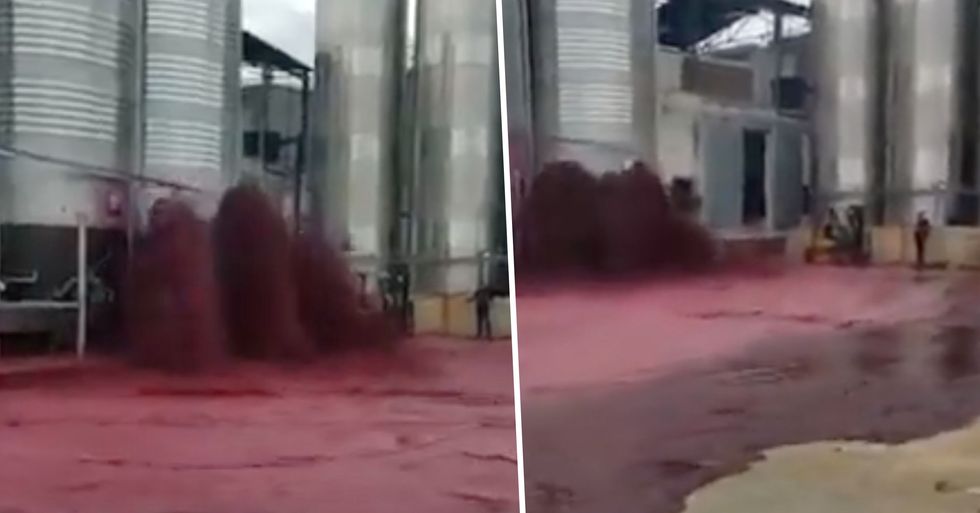 Devastating Moment 50,000 Litres of Red Wine Explodes From Winery Tank