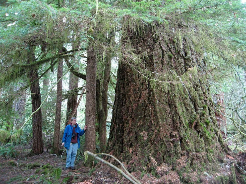 Douglas fir old growth