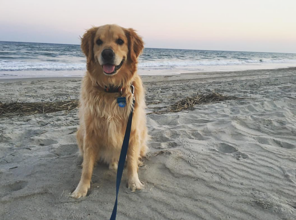 Woman's Obituary for Her Golden Retriever Goes Viral as Thousands Offer ...