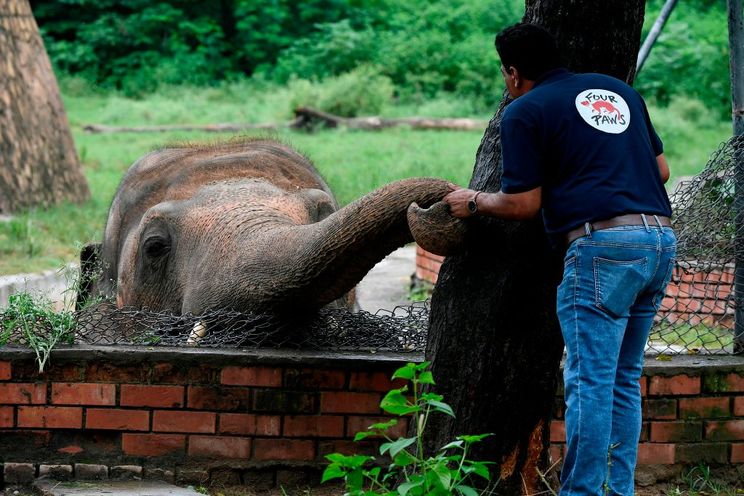 World's Loneliest Elephant' in Chains for 35 Years Finally Given New Home  With Friends | 22 Words