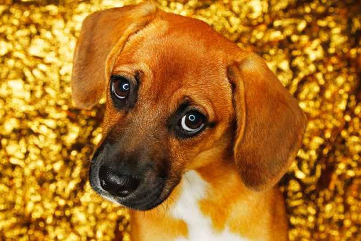 ​Puppy dog eyes