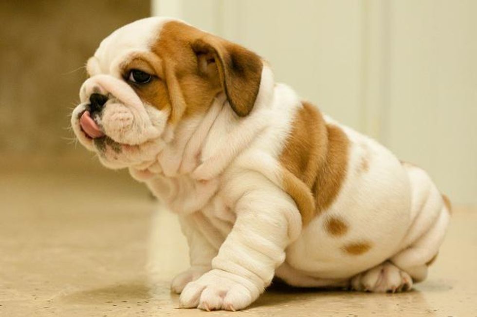 Bulldog puppy