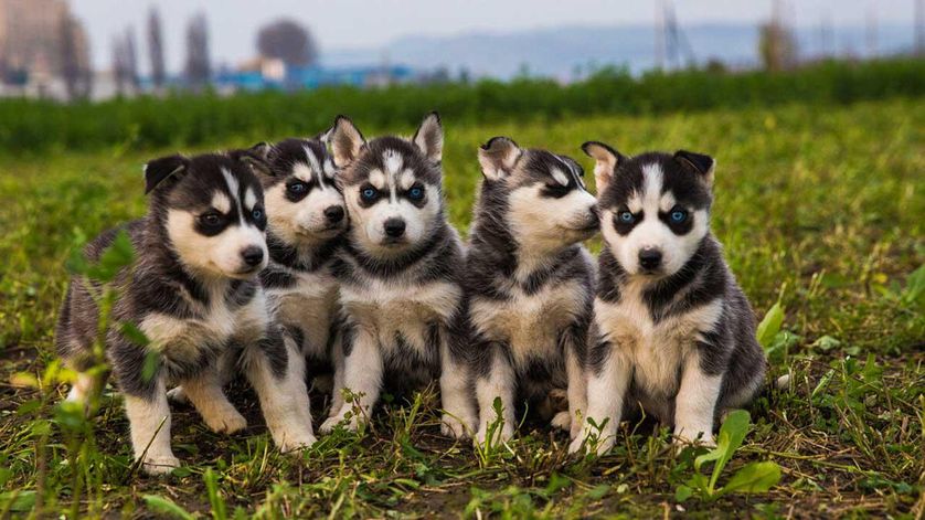 Husky puppies