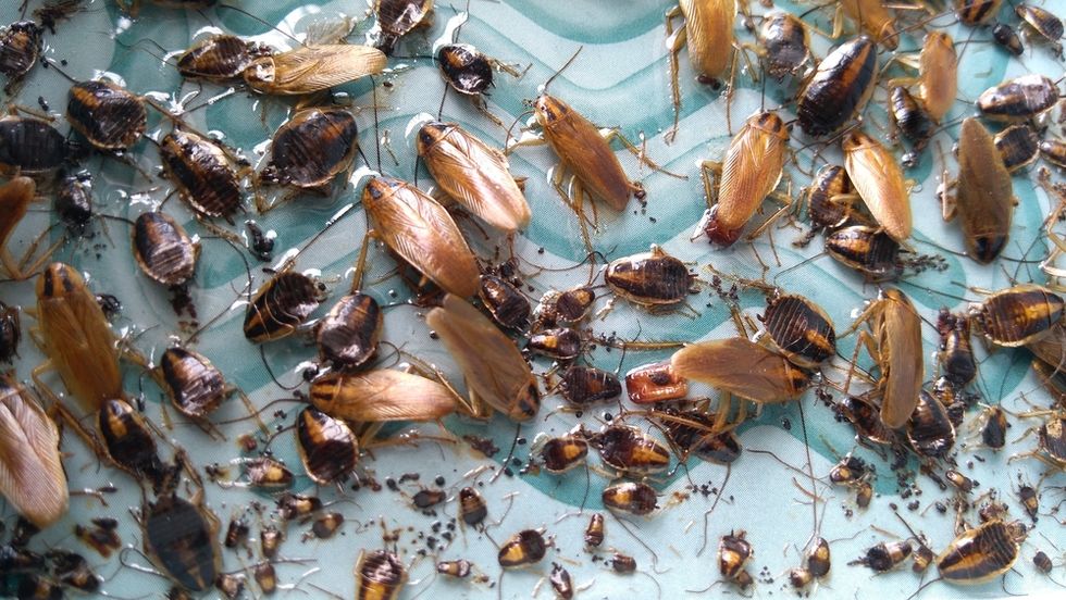 Man Discovers Dozens Of Cockroaches Hiding In Landline Phone | 22 Words