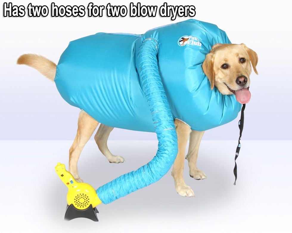 Get Rid of Wet Dog Smell With This Brilliant Dog Dryer | 22 Words