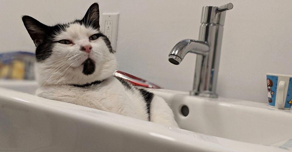 Cats Are Weird Creatures and Here's Proof 22 Words