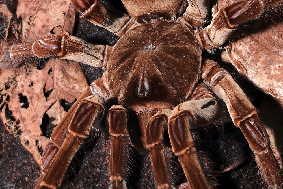 Meet the Goliath Birdeater, the Largest Tarantula in the World 22 Words