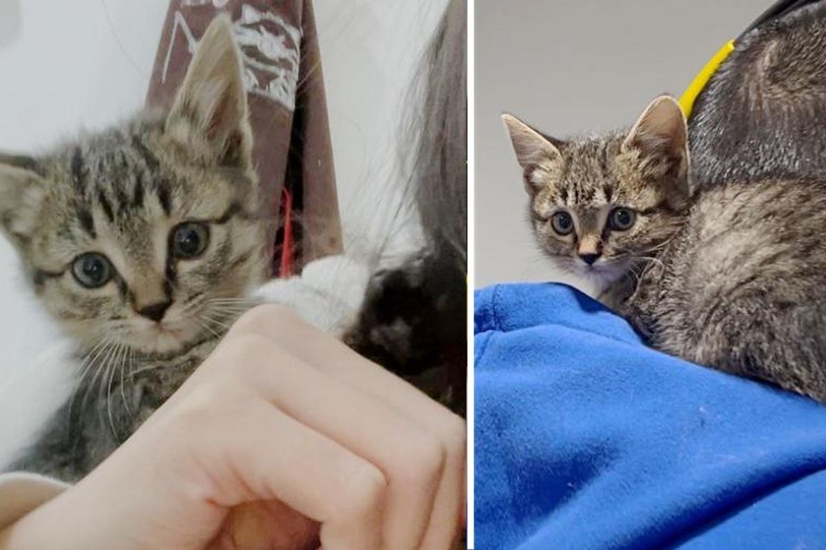 Kitten Found on the Street, Discovered Kindness and Turned into Sweetest Shoulder Cat