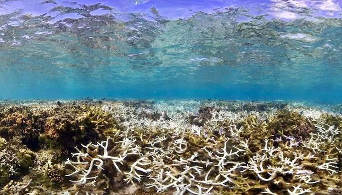 'Corals are being cooked': A third of Taiwan's reefs are dying