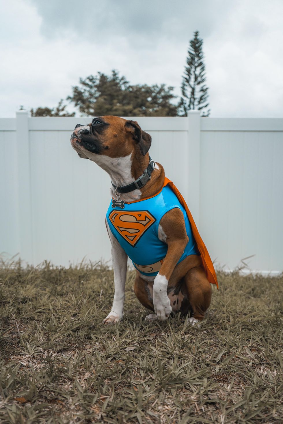 National Pet Day Is Just Another Excuse To Make It Socially Acceptable To Dress Up Our Dogs