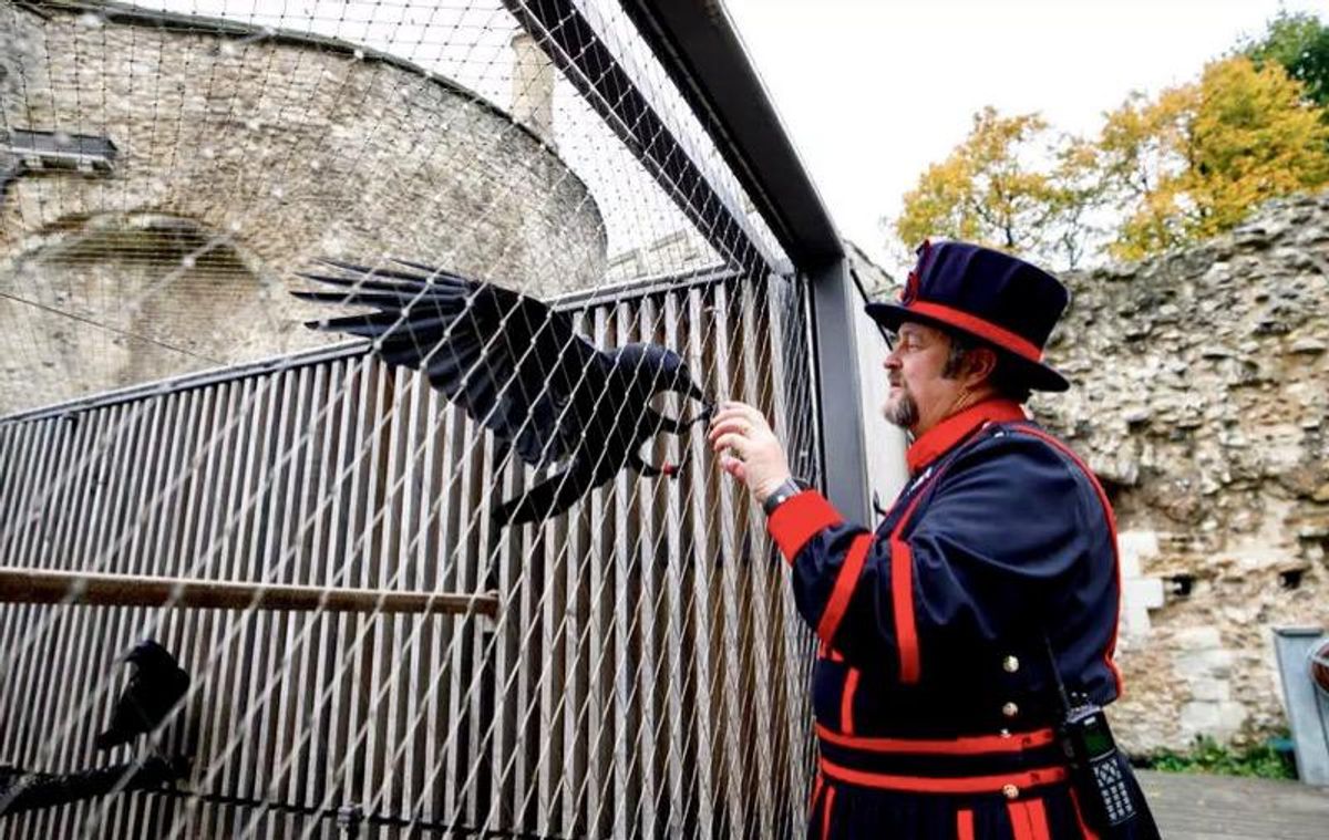 Bad omen for UK as Tower of London raven missing, feared dead