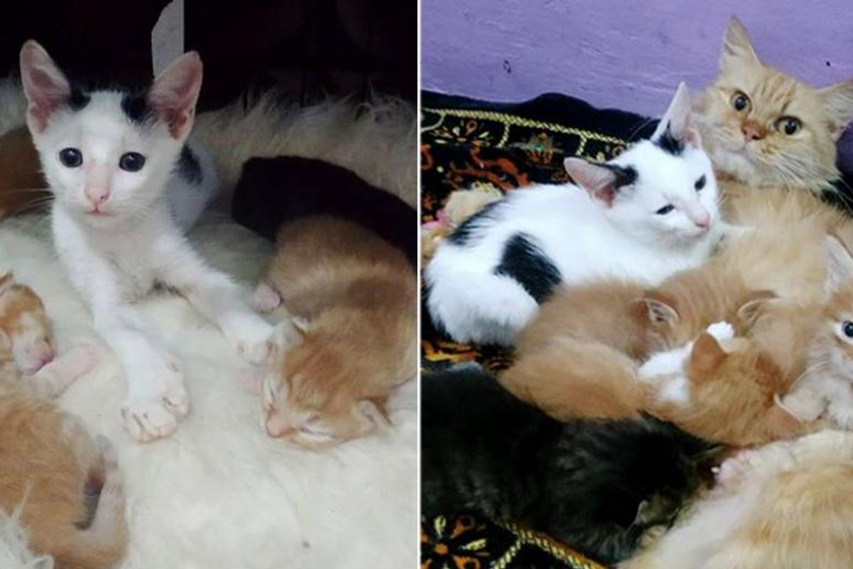 Orphan Kitten Sneaks into a Nest of Small Kittens and Insists on Being Part of Their Family