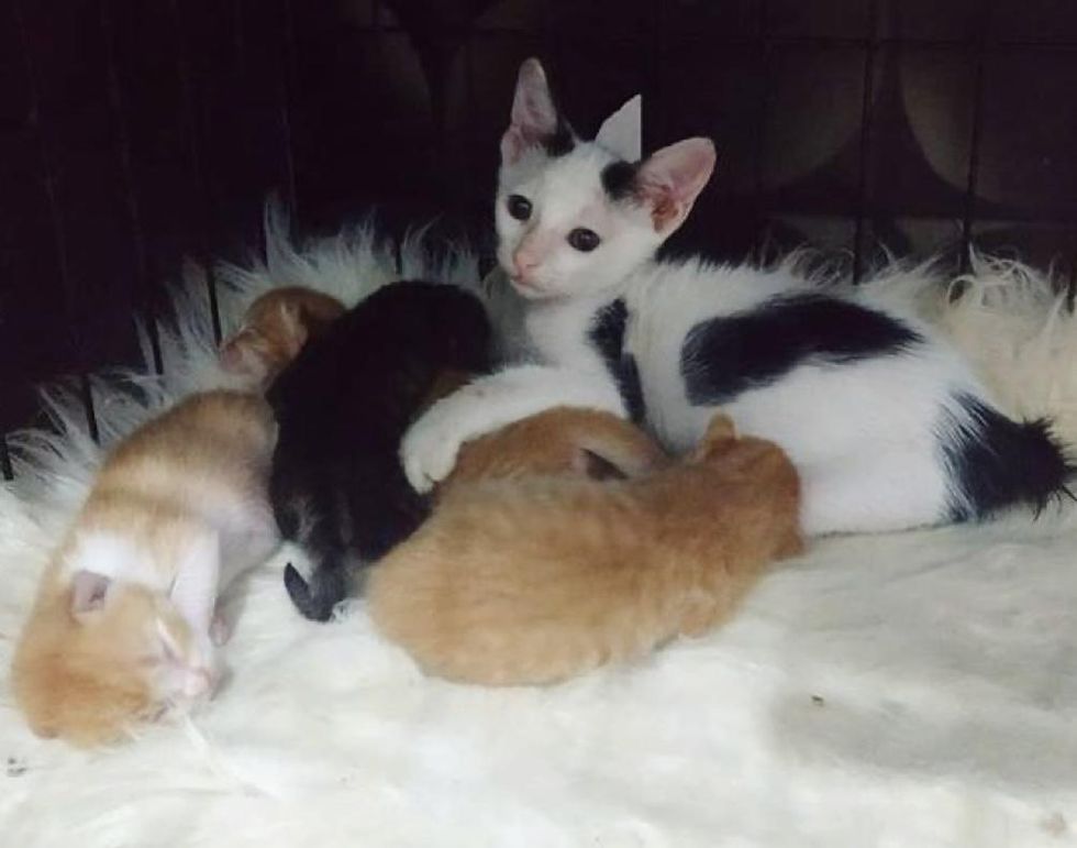 Orphan Kitten Sneaks into a Nest of Small Kittens and Insists on Being ...