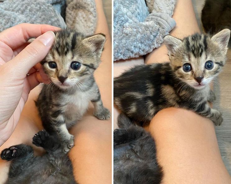 Tiny Kitten Spotted Outside Abandoned Shows So Much Strength, Now Has a Cat  to Watch Her Grow - Love Meow