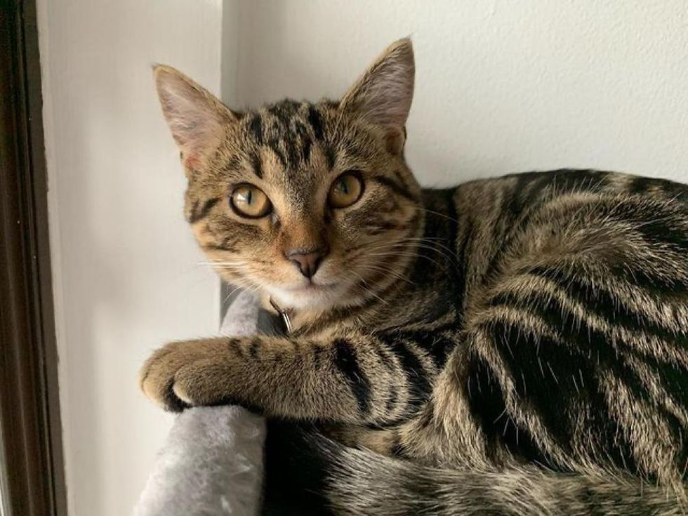 Kitten Found Outside, Insists on Sitting on Warm Lap, Watching Her ...