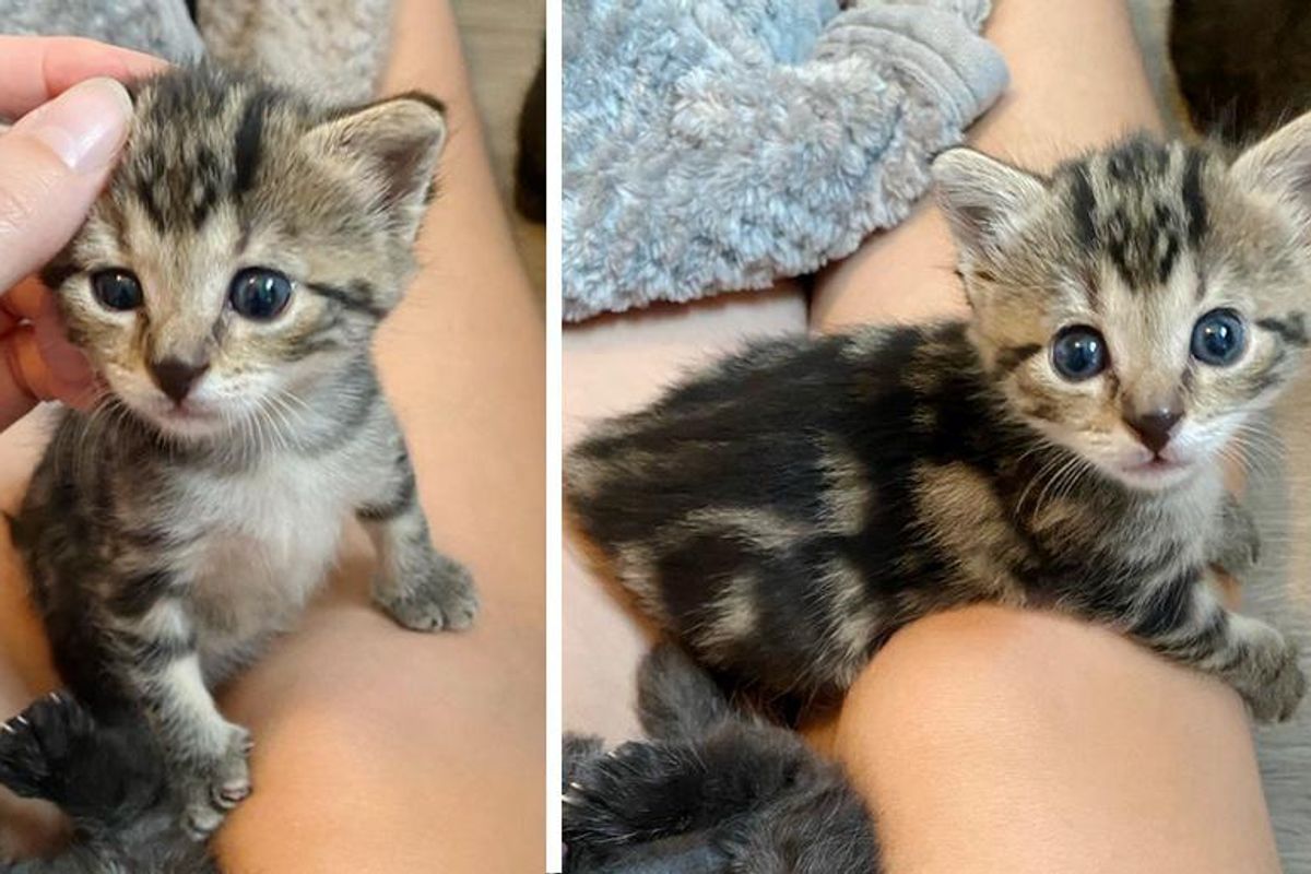 Kitten Found Outside, Insists on Sitting on Warm Lap, Watching Her People and Won't Leave Their Side