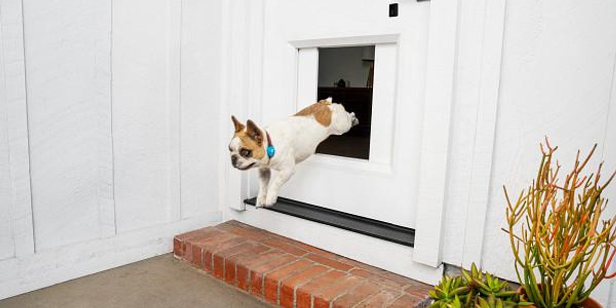 Puppies have a sliding pet door, with their collar the key - Gearbrain