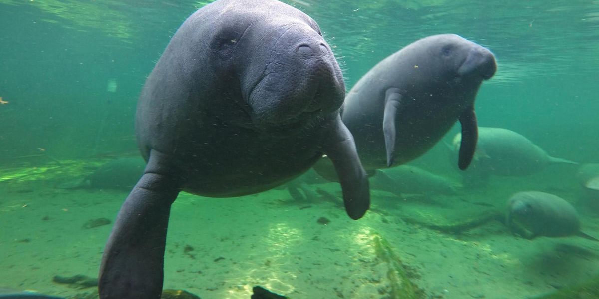 Someone wrote 'Trump' on the back of a manatee in Florida and the feds are investigating ...