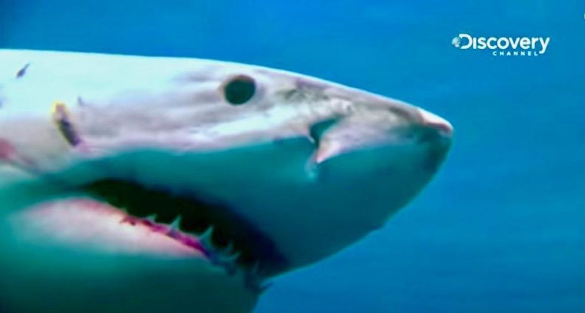 Dramatic shark decline leaves 'gaping hole' in ocean: study