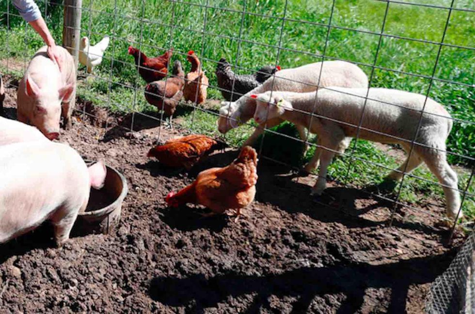 Don’t call someone a ‘chicken’; instead call that person a ‘coward’ — got it? Using animal names as verbal insults is ‘supremacist language Don’t call someone a ‘chicken’; instead call that person a ‘coward’ — got it? Using animal names as verbal insults is ‘supremacist language