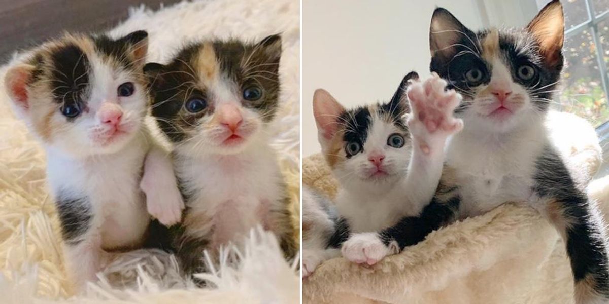 Kittens Found Near Road, Stay Together and Share Special Bond from Day