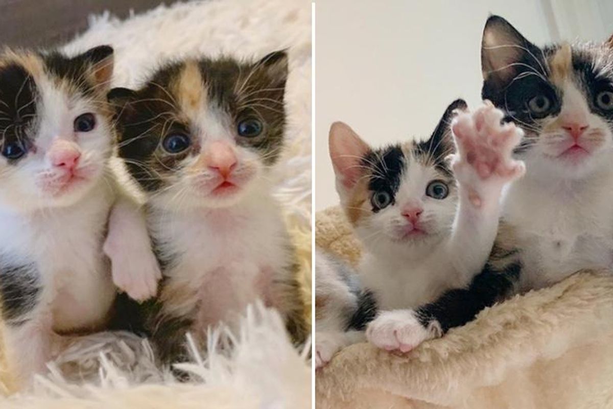 Kittens Found Near Road, Stay Together and Share Special Bond from Day One