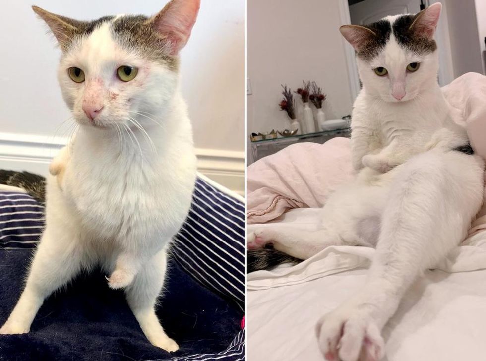 Cat With Stubby Paws Hops His Way Into Hearts Of So Many After Being 