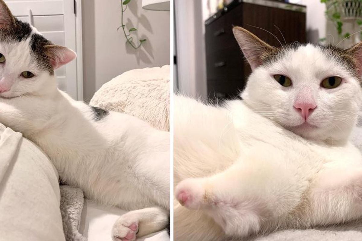 Cat with Stubby Paws Hops His Way into Hearts of So Many After Being Told He Could Never Be Indoor Cat