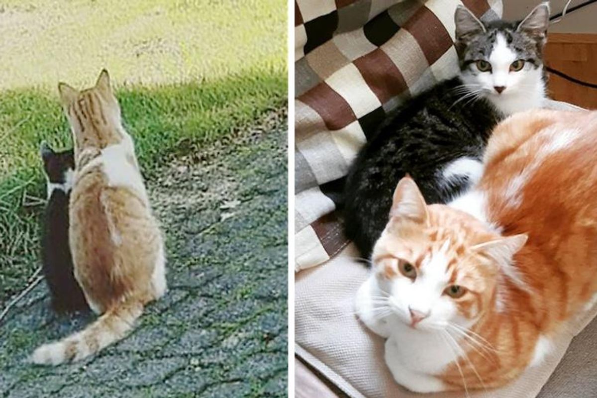 Cat Brought Stray Kitten Home from Backyard and Raised Him into Happiest Cat