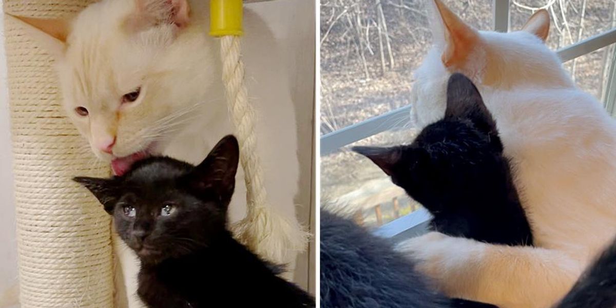 Family Cat Takes Kittens in As His Own After They Were Found Left ...