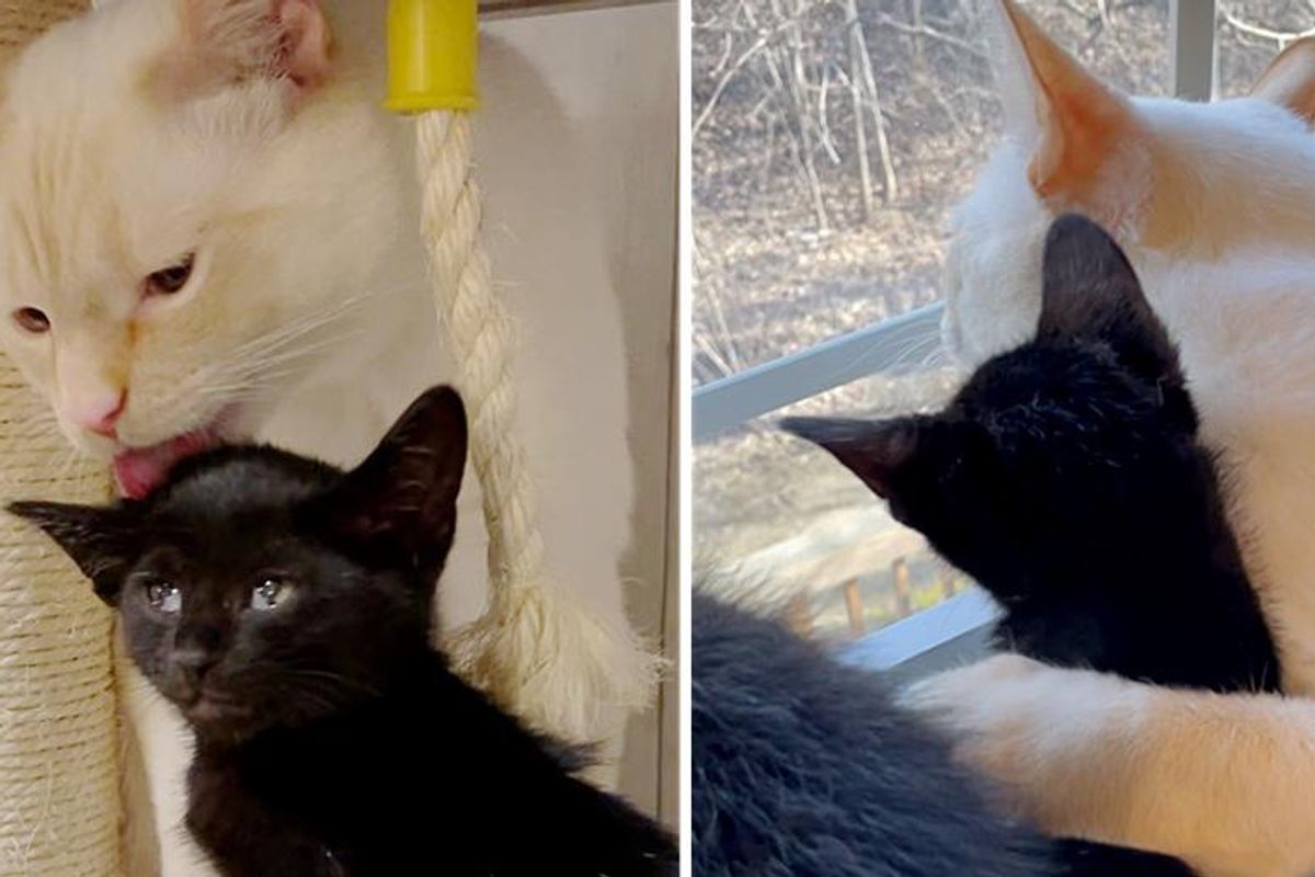 Family Cat Takes Kittens in As His Own After They Were Found Left Behind in an Alley