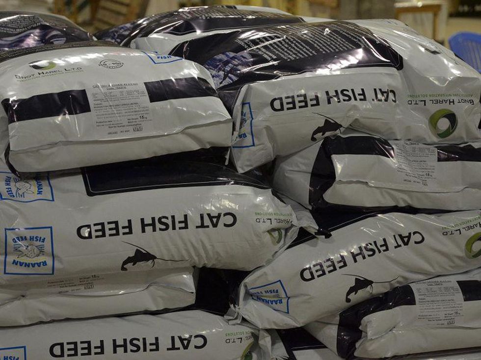 commercial fish feed