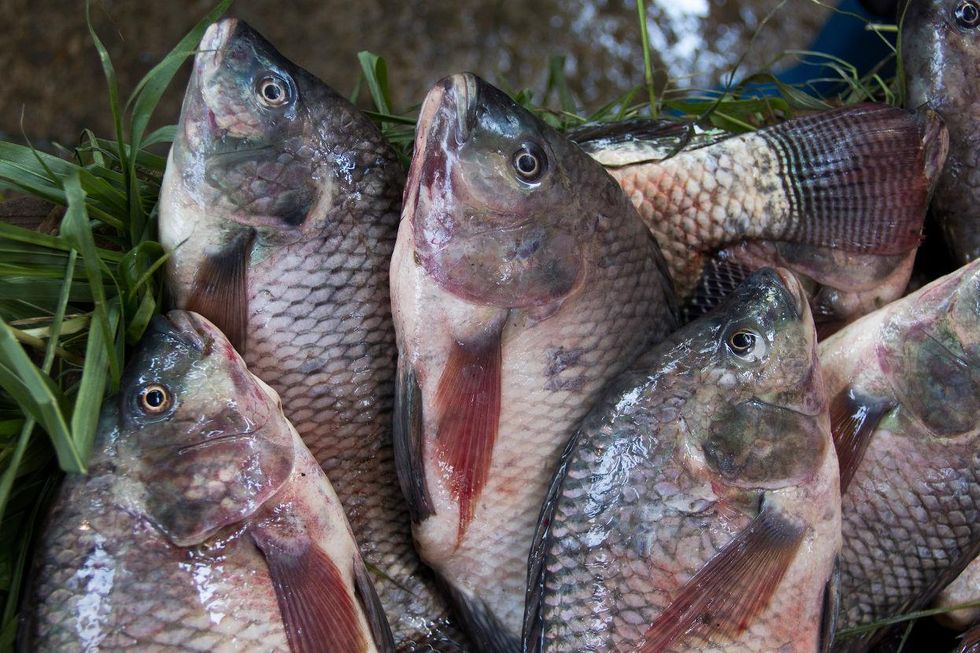 Farmed fish tilapia