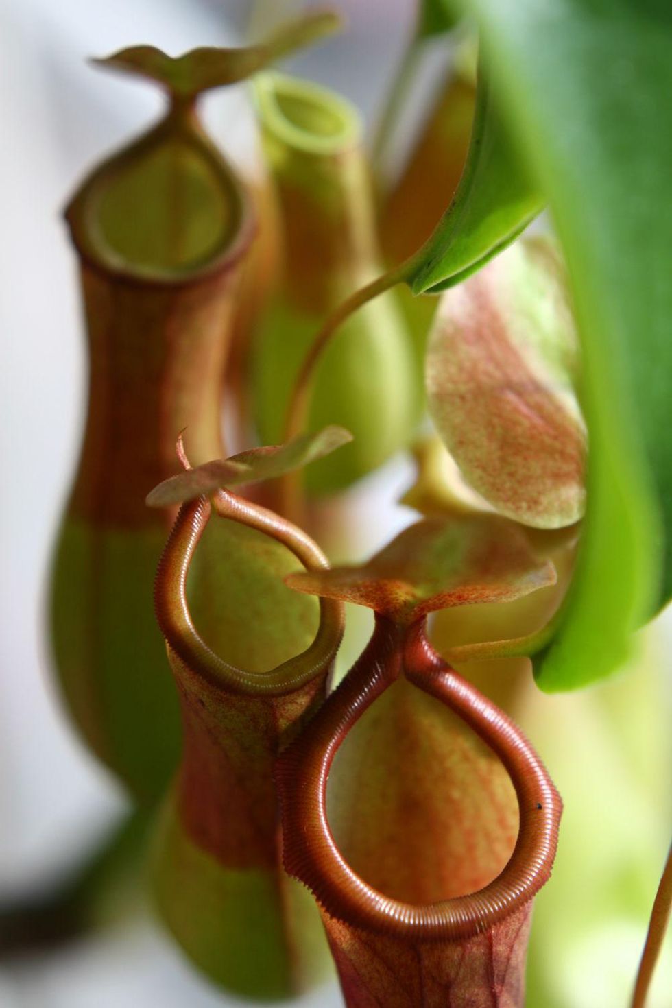 pitcher plant