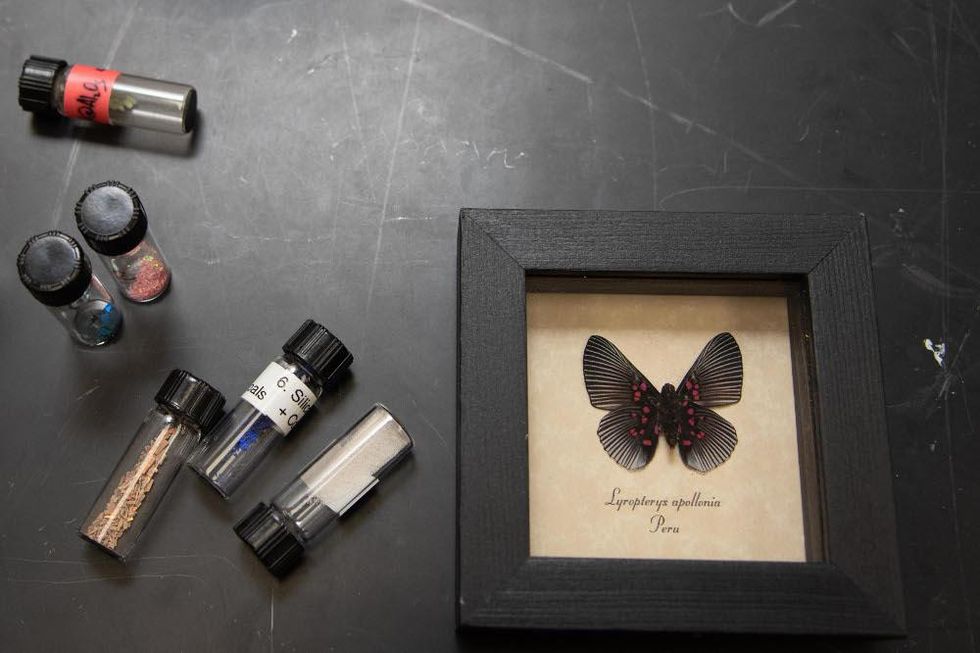 metalmark butterfly biomimicry