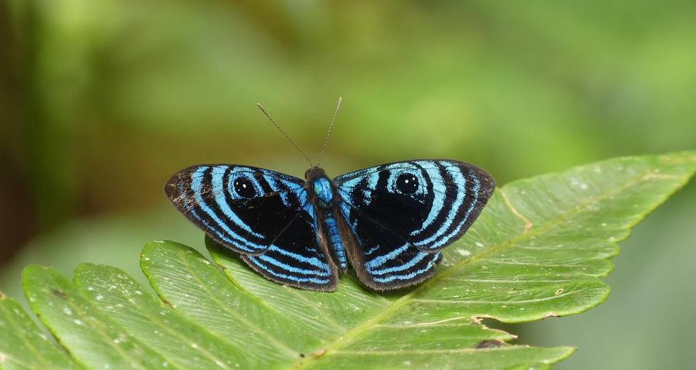 metalmark butterfly