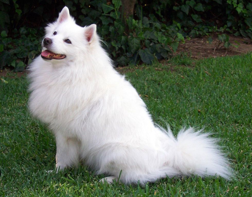 Dream Dog List Part 2