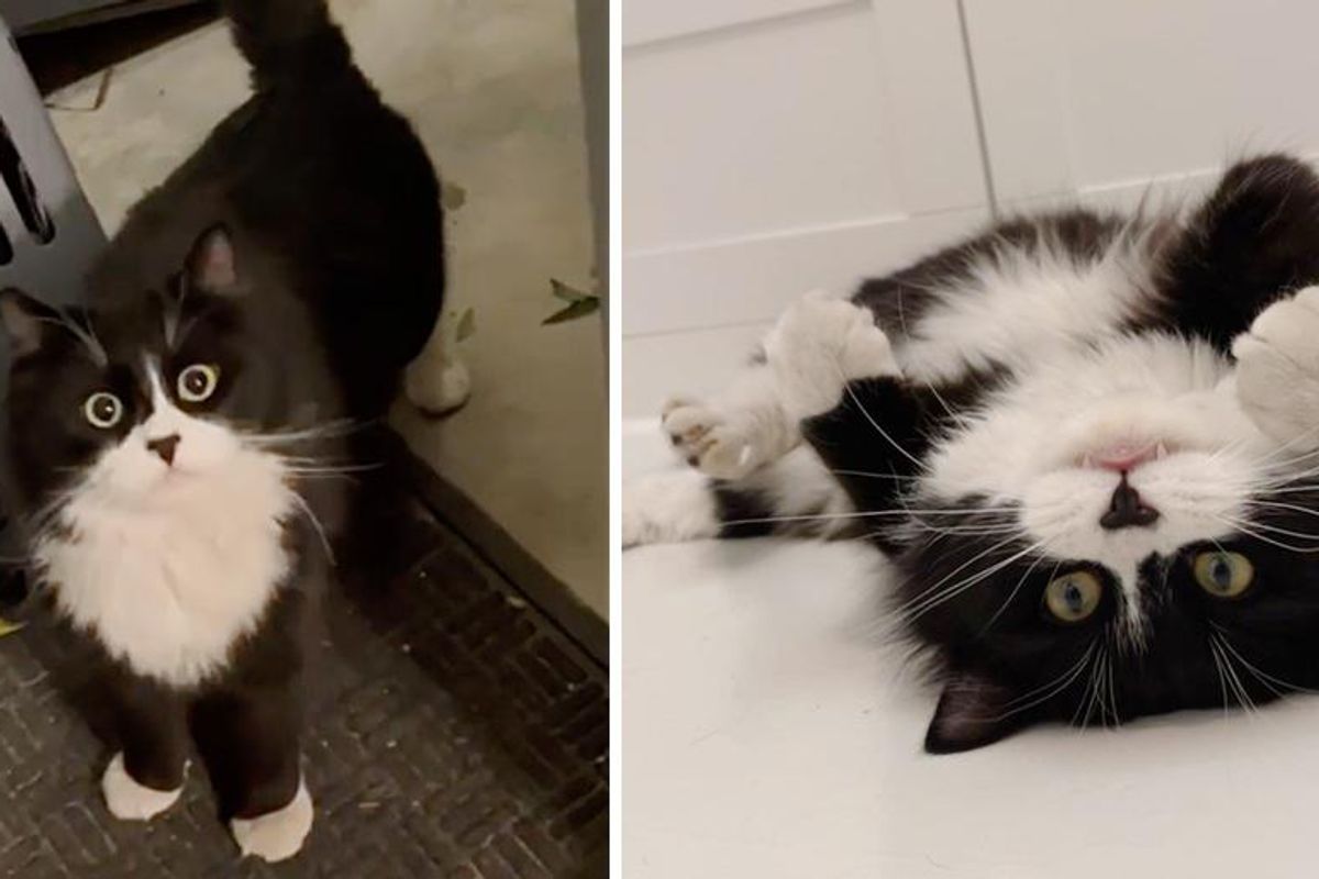 Kitten Picks the Right House for Help After Roaming the Streets, and Turns into Happiest Cat
