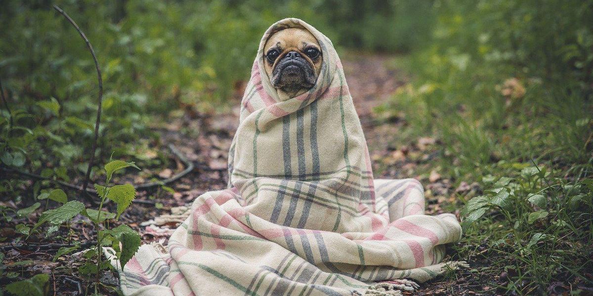 People Who Work With Dogs Describe The Dumbest 'Fur Baby' They've Ever Met