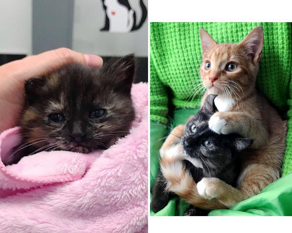 thrive complete kitten