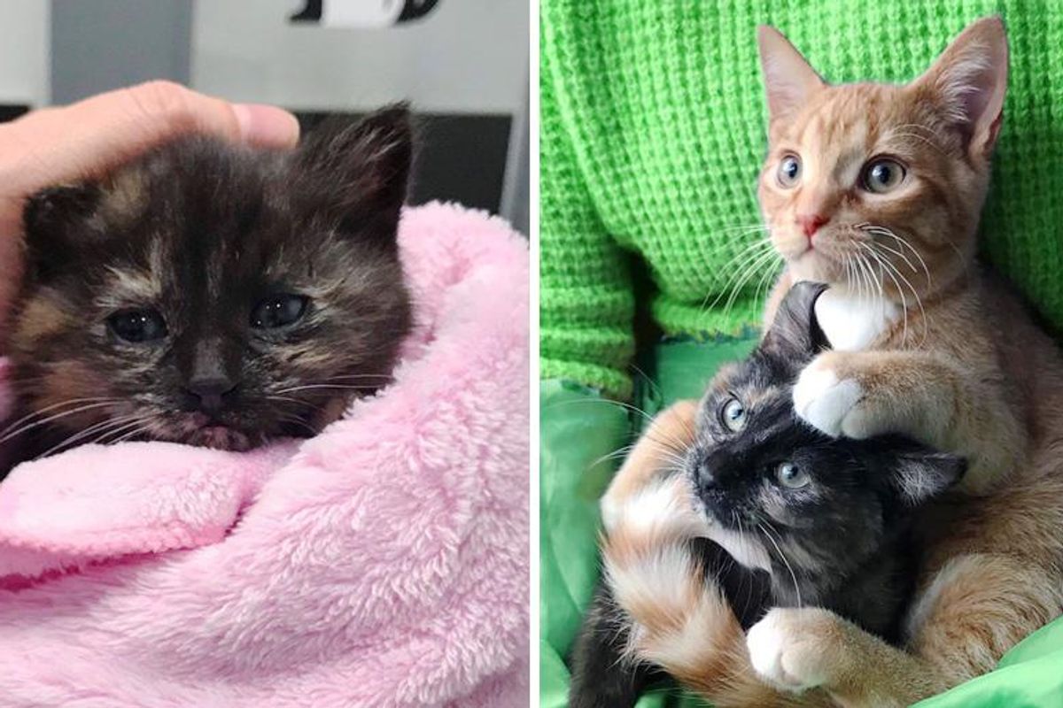 Kitten Begins to Thrive When Another Cat Takes Her Under His Wing