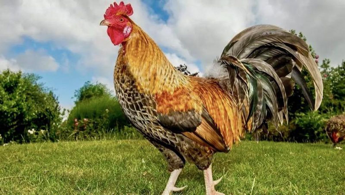 A law to crow about: France upholds rural 'sensory heritage'