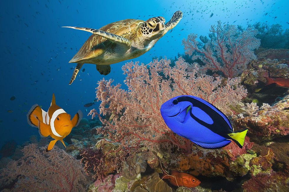 Great Barrier Reef\u200b
