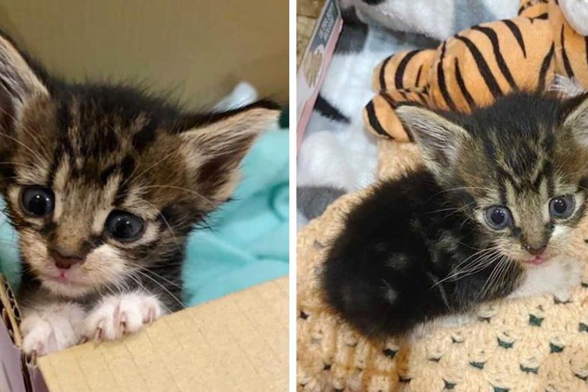 Kitten Found on Side of Road, Blossoms into Sweetest Cat and Has His Dream Come True