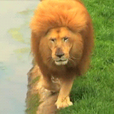 img.jpg